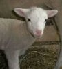lamb.jpg