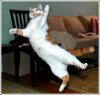 flying-cat-seo-dota-04.jpg